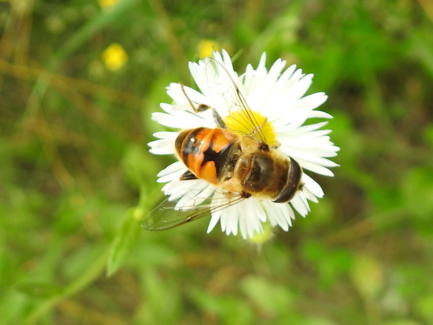 Eristalis tenax - közönséges herelégy