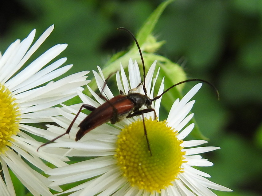 Stenurella bifasciata - kétöves karcsúcincér