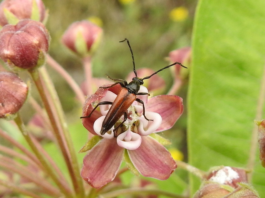 Stenurella bifasciata - kétöves karcsúcincér