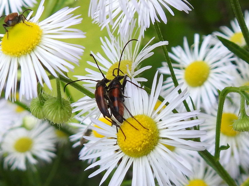 Stenurella bifasciata - kétöves karcsúcincér