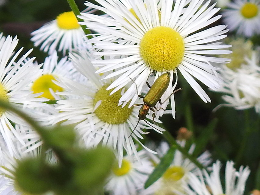 Chrysanthia geniculata - feketecsápú álcincér