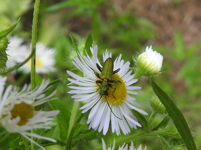 Chrysanthia geniculata - feketecsápú álcincér