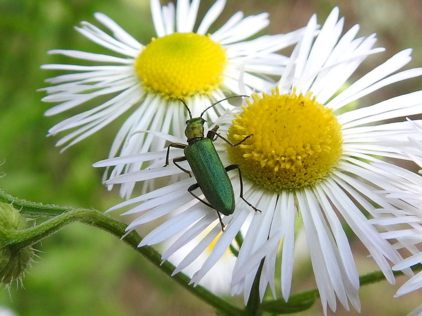 Chrysanthia geniculata - feketecsápú álcincér