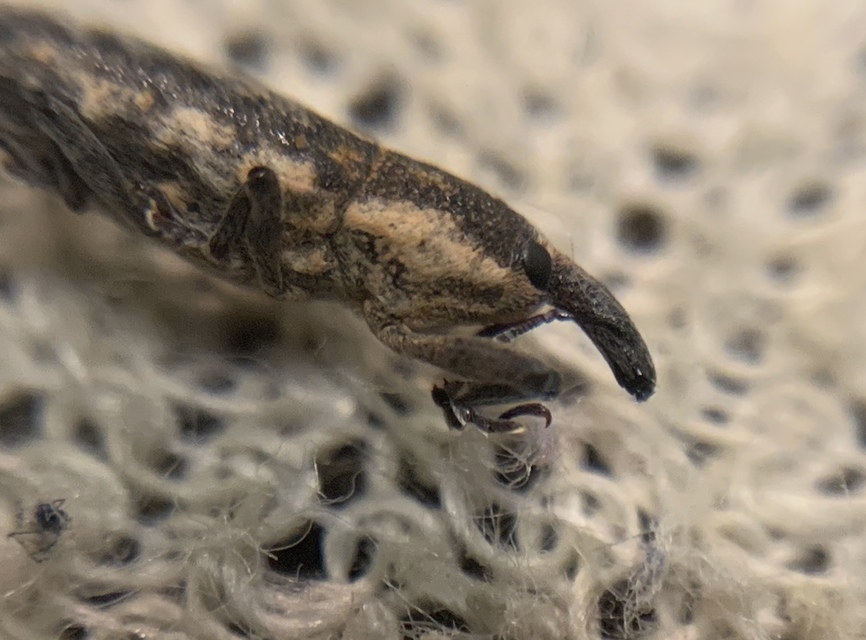 Lixus subtilis - disznóparéj-dudvabarkó
