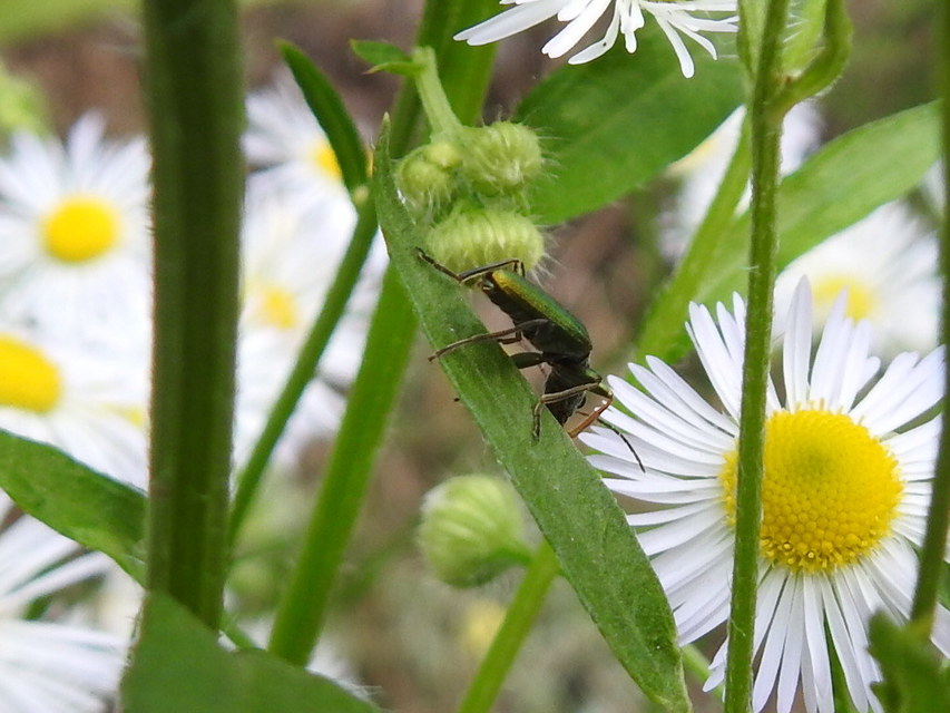 Chrysanthia geniculata - feketecsápú álcincér
