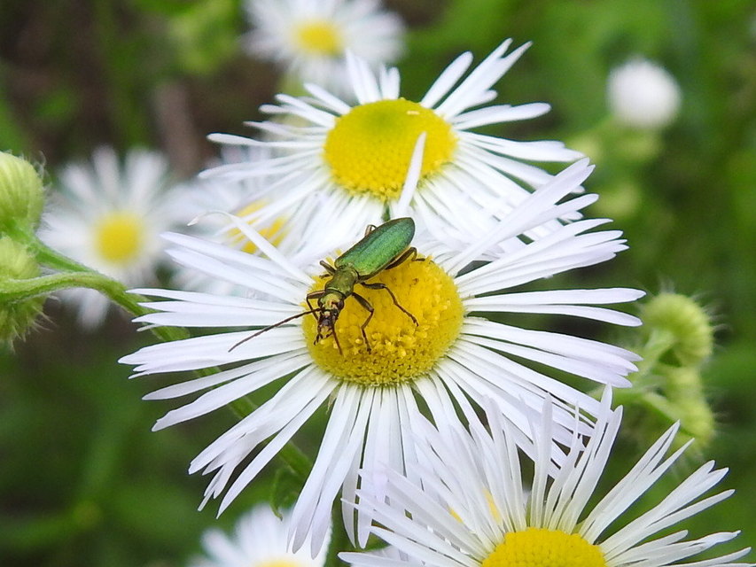 Chrysanthia geniculata - feketecsápú álcincér