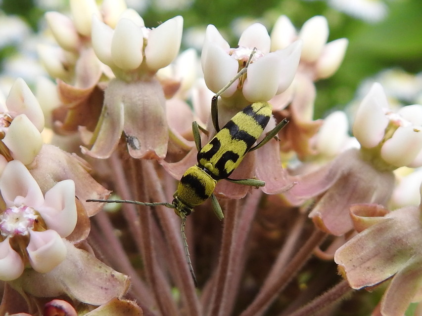 Chlorophorus varius - díszes darázscincér