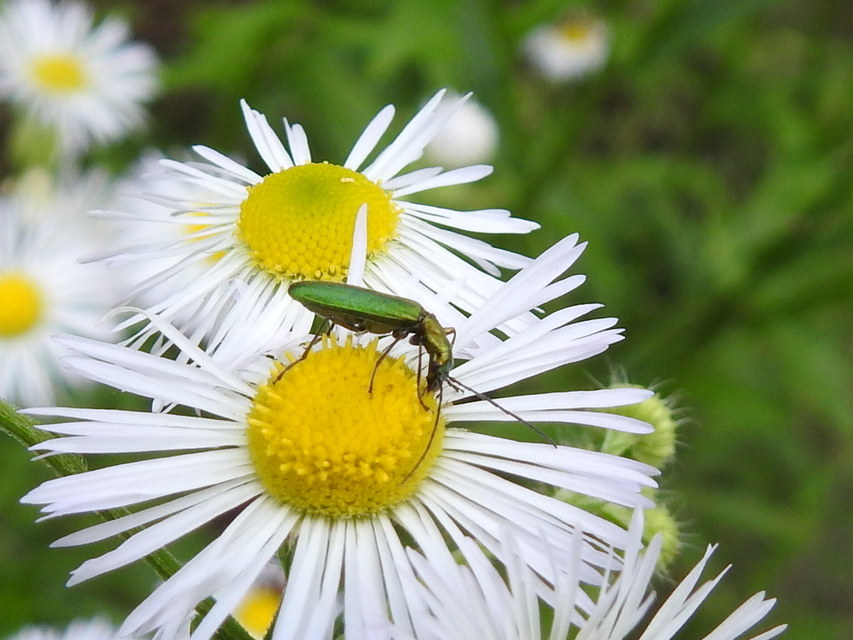 Chrysanthia geniculata - feketecsápú álcincér