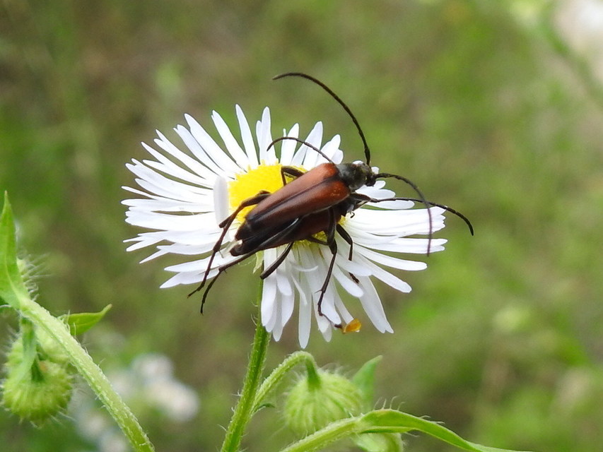 Stenurella bifasciata - kétöves karcsúcincér