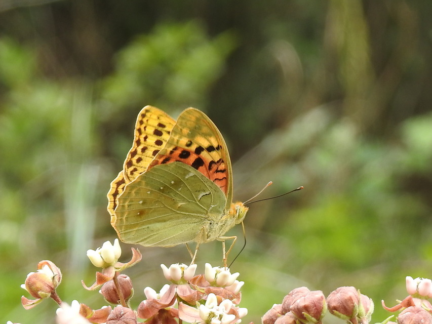 Argynnis pandora - zöldes gyöngyházlepke