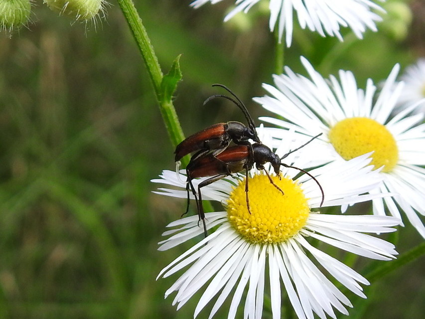 Stenurella bifasciata - kétöves karcsúcincér