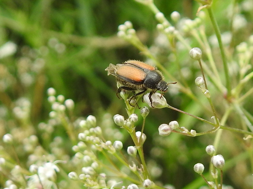 Omaloplia nigromarginata - szegélyes kiscserebogár