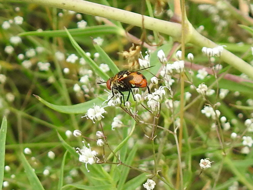 Gymnosoma