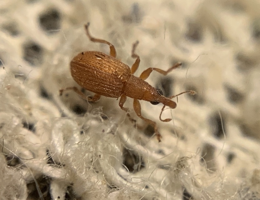 Apion rubiginosum - sóskaszár-cickányormányos