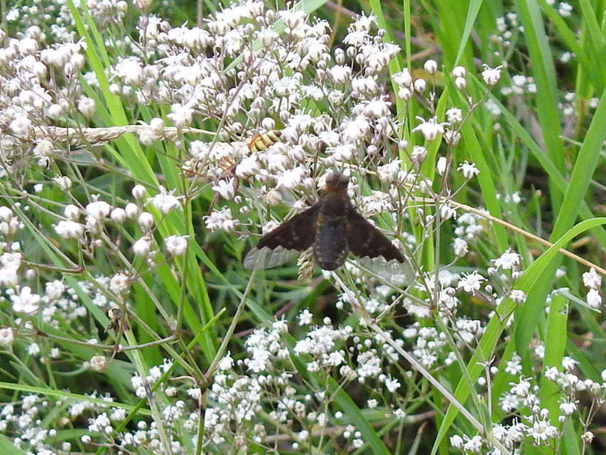 Hemipenthes morio - közönséges gyászlégy