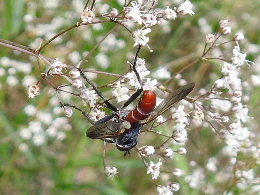 Cylindromyia bicolor