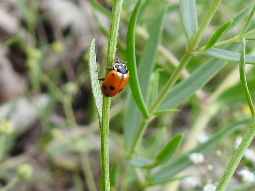 Hippodamia variegata - tizenhárompettyes katica