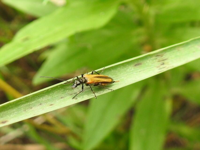 Oedemera femorata - sárgahátú álcincér