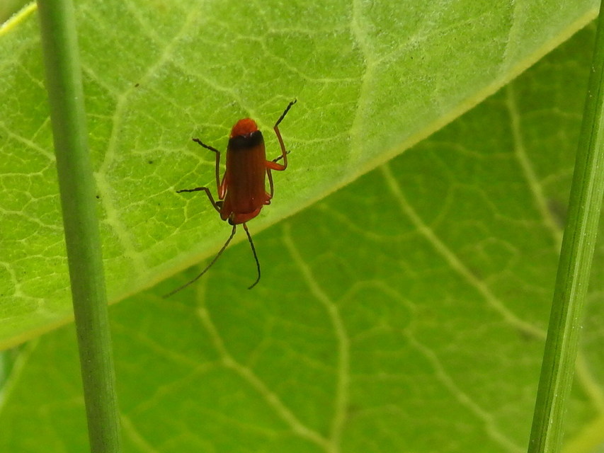 Rhagonycha fulva - feketevégű lágybogár