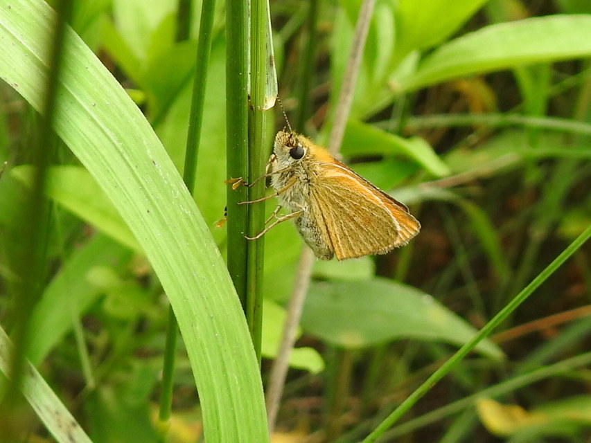 Thymelicus lineola - vonalas busalepke