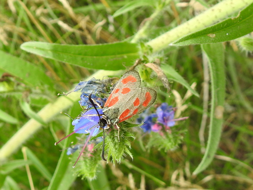 Zygaena loti - közönséges csüngőlepke