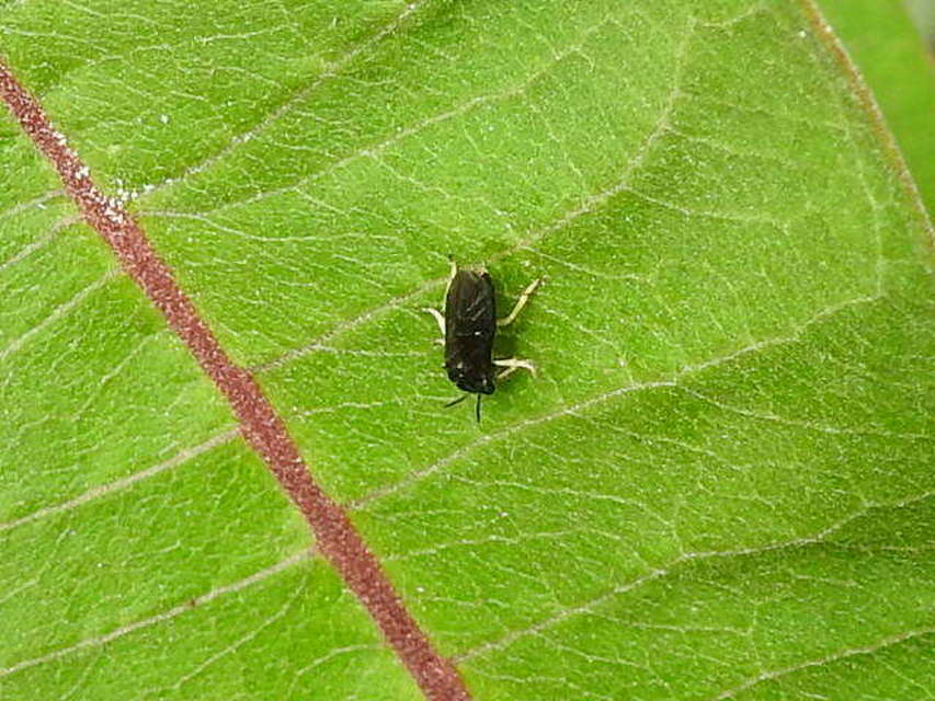 Tenthredinidae - valódi levéldarazsak
