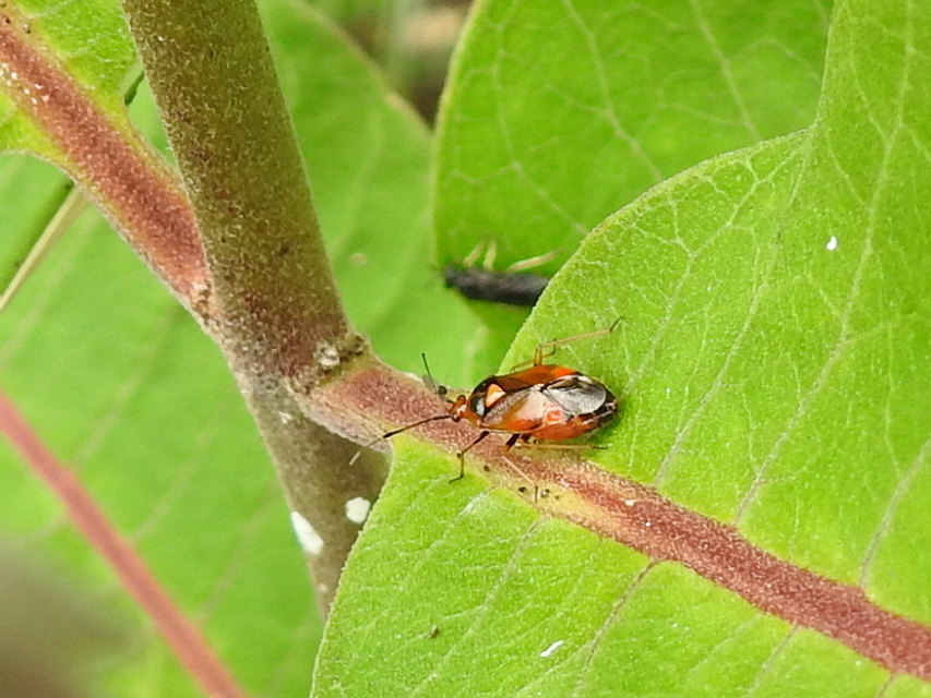 Deraeocoris ruber - vöröses mezeipoloska