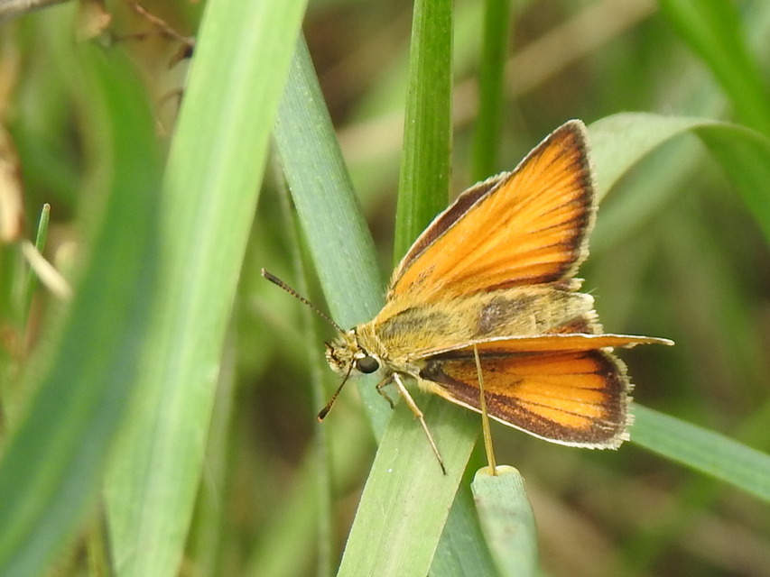 Thymelicus lineola - vonalas busalepke