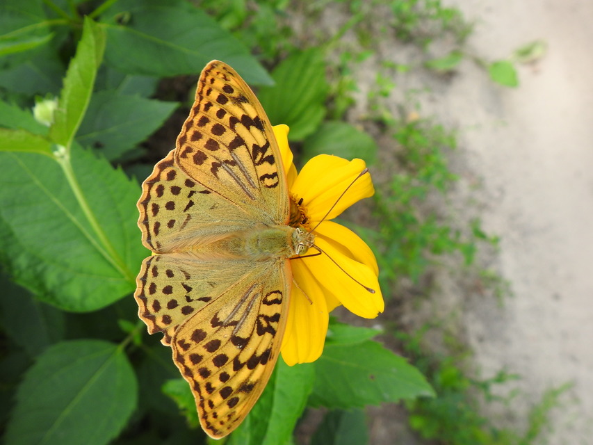 Argynnis pandora - zöldes gyöngyházlepke