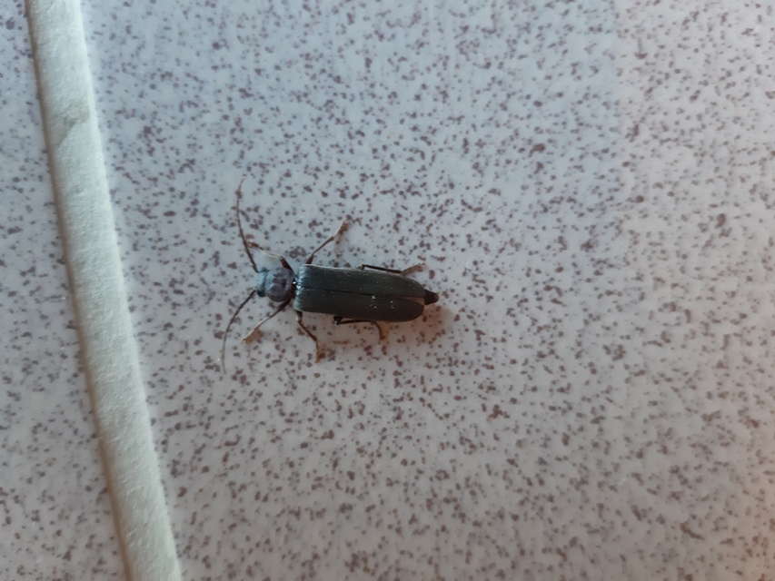 Arhopalus rusticus - gödrösnyakú cincér