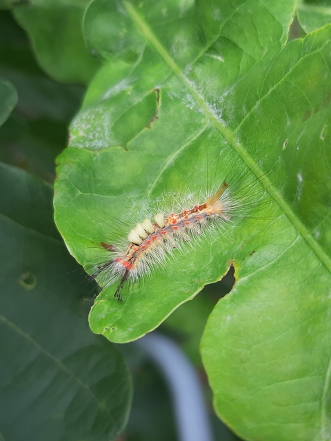 Orgyia antiqua - rozsdabarna kisszövő