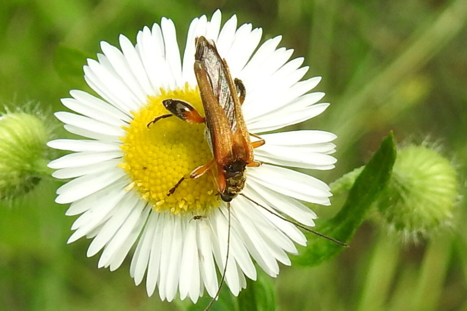 Oedemera podagrariae - székfű-álcincér