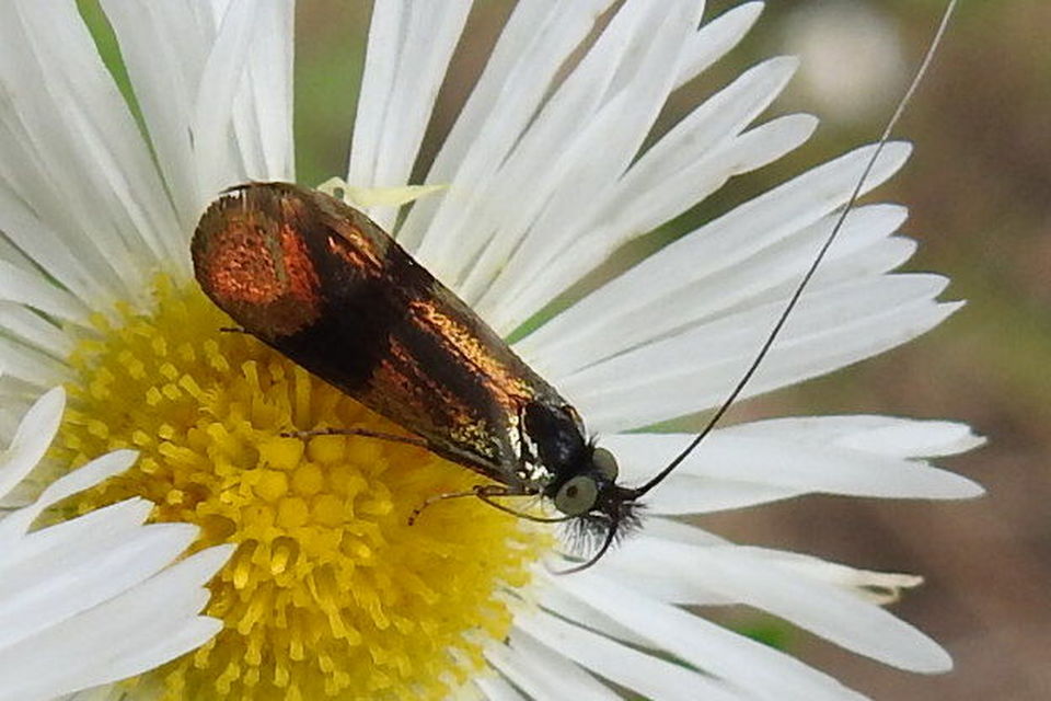 Nemophora