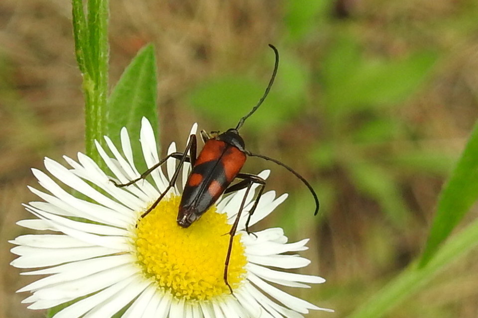 Stenurella bifasciata - kétöves karcsúcincér