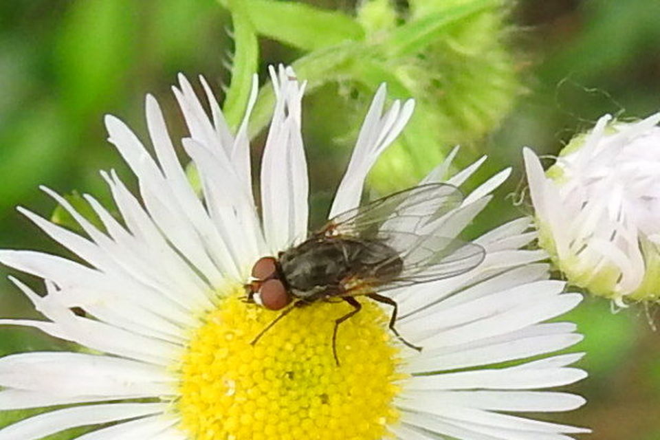 Anthomyiidae - viráglegyek