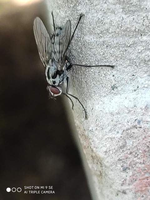 Eustalomyia