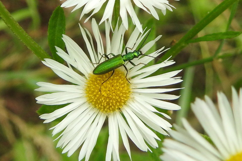Chrysanthia viridissima - aranyos álcincér