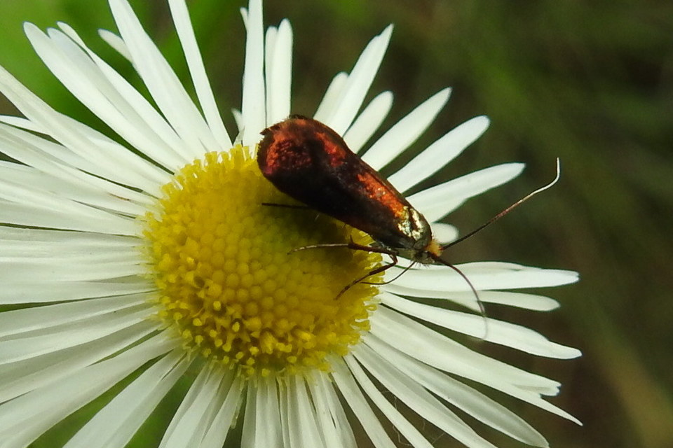 Nemophora