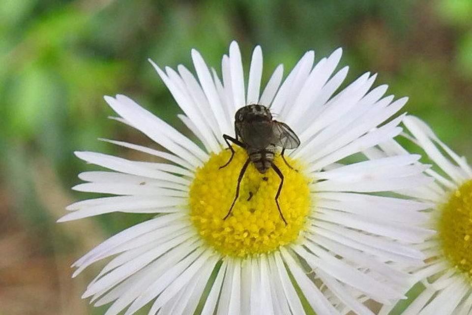 Anthomyiidae - viráglegyek