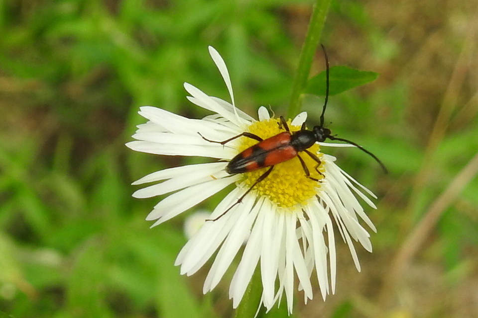 Stenurella bifasciata - kétöves karcsúcincér