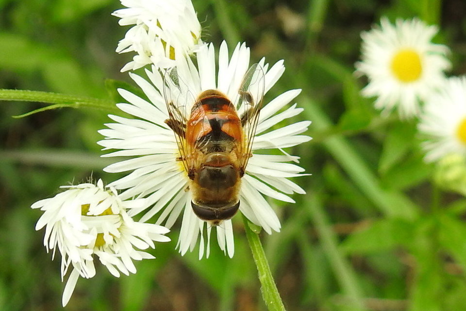 Eristalis tenax - közönséges herelégy