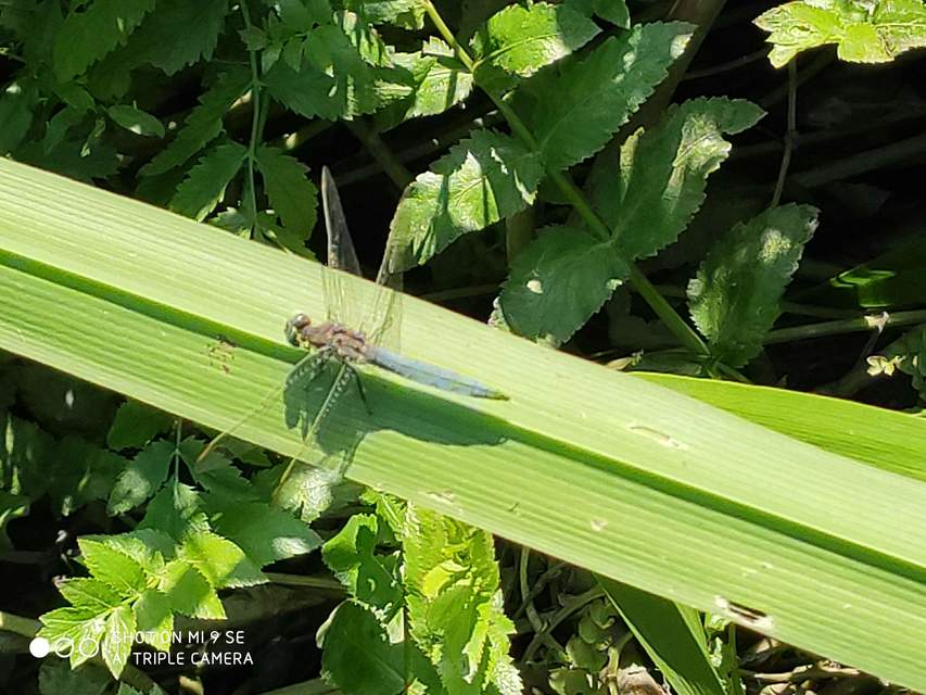 Orthetrum coerulescens - karcsú pásztorszitakötő
