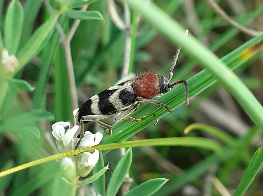 Chlorophorus hungaricus - magyar darázscincér