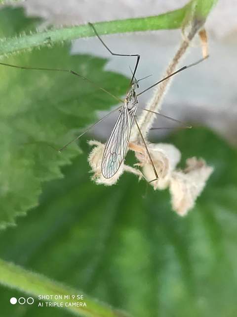 Limoniidae - iszapszúnyogok