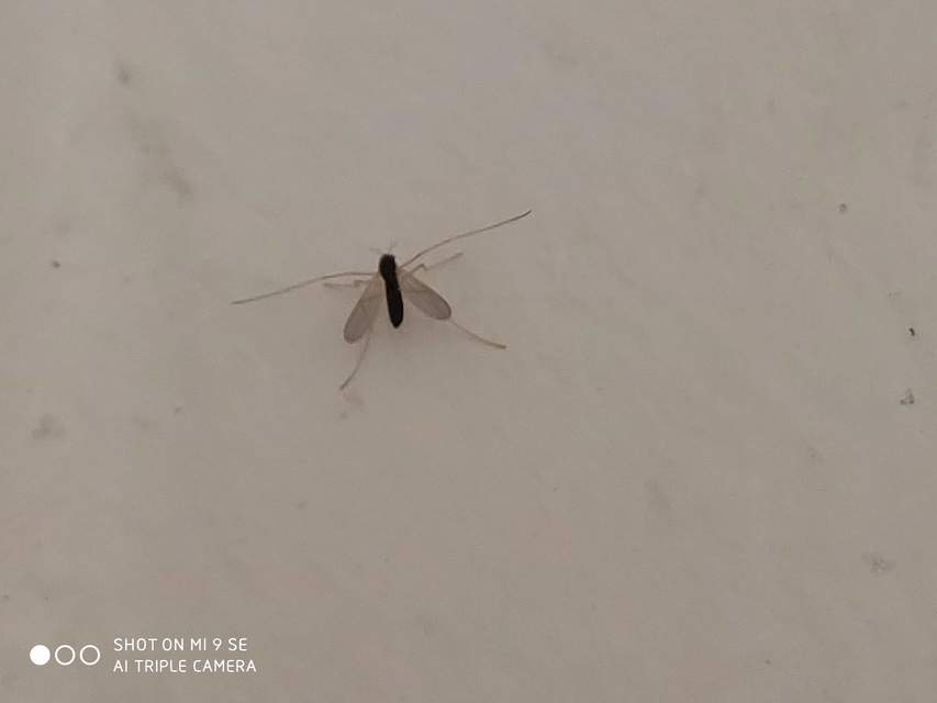 Chironomidae - árvaszúnyogok
