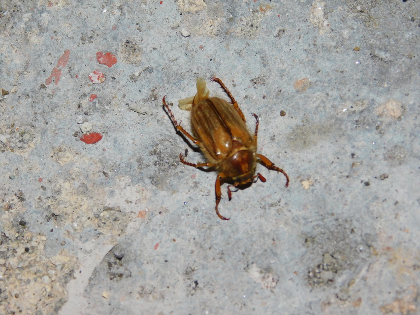 Amphimallon solstitiale - bordás sárgacserebogár