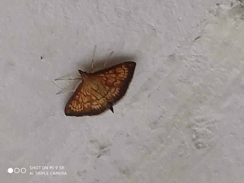 Ecpyrrhorrhoe rubiginalis - rozsdavörös tűzmoly