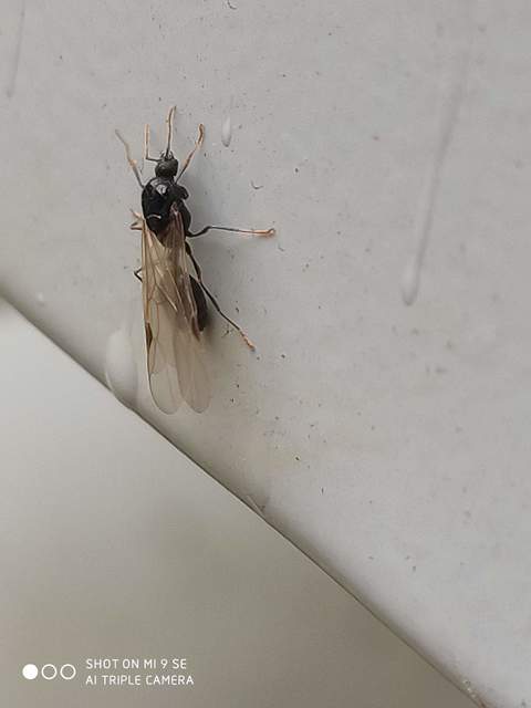 Tetramorium