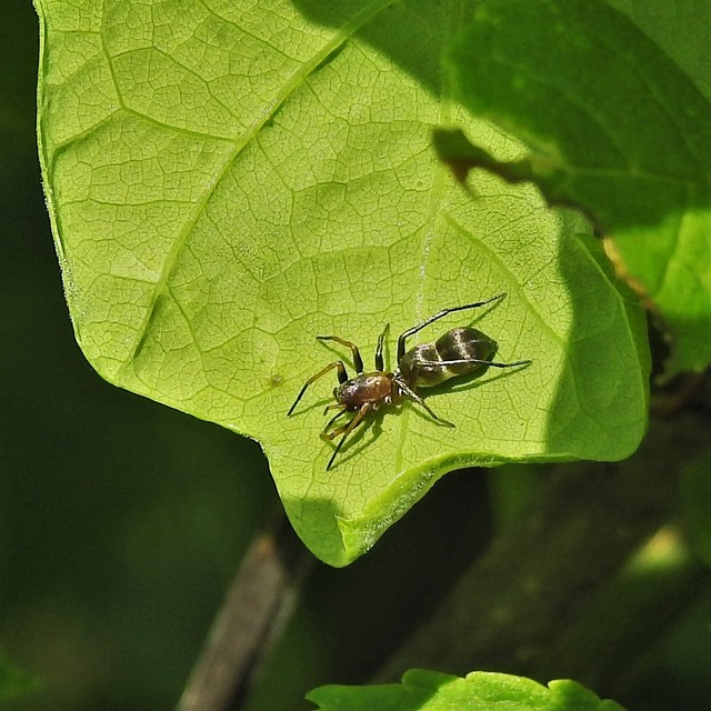 Micaria formicaria
