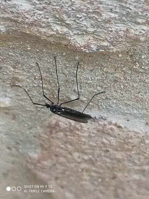 Gnophomyia viridipennis